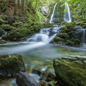 Bosque verde